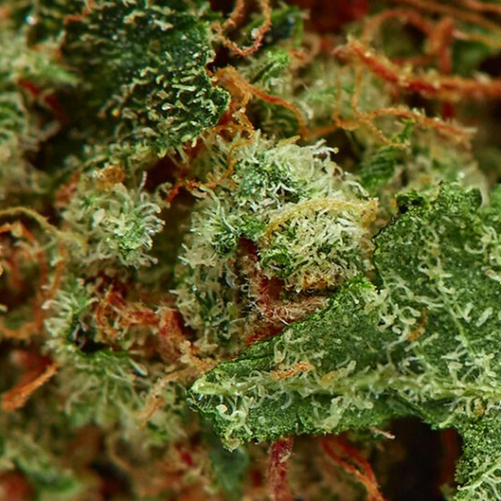 Honolulu Haze